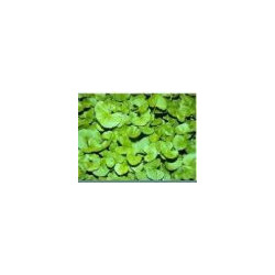 Asiatischer Wassernabel (Centella asiatica) 250g