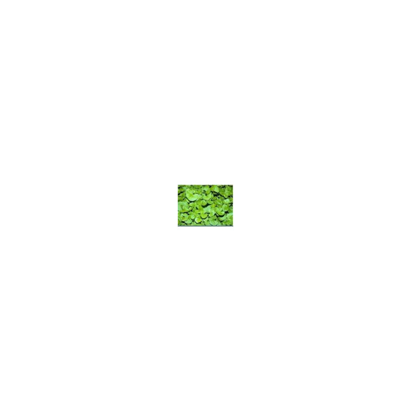 Centella asiatica , Gotu cola  250g