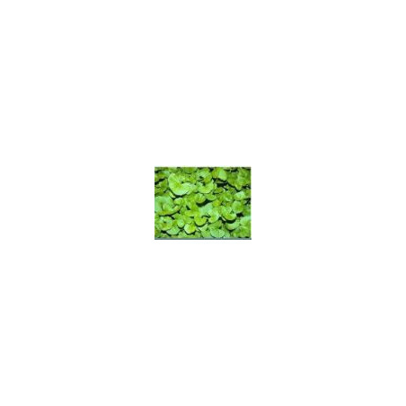 Asiatischer Wassernabel (Centella asiatica) 250g