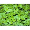 Centella asiatica , Gotu cola  250g