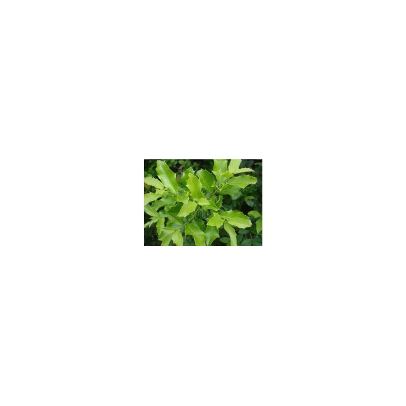 Espinheira Santa (Maytenus ilicifolia) Pulver 1kg