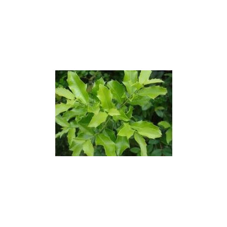Espinheira Santa (Maytenus ilicifolia) Powder 1kg