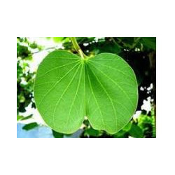 Bauhinia fortificata (Pata de Vaca) Anti Diabetes tee 250g