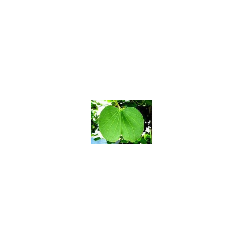 Bauhinia fortificata (Pata de Vaca) Anti diabetes tea  250g