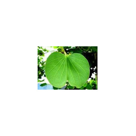 Bauhinia fortificata (Pata de Vaca) Anti diabetes tea  250g