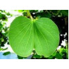 Bauhinia fortificata (Pata de Vaca) Anti diabetes tea  250g