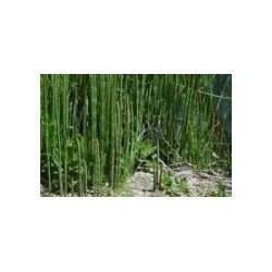 Ackerschachtelhalm - Cavalinha - (Equisetum arvense)  30g