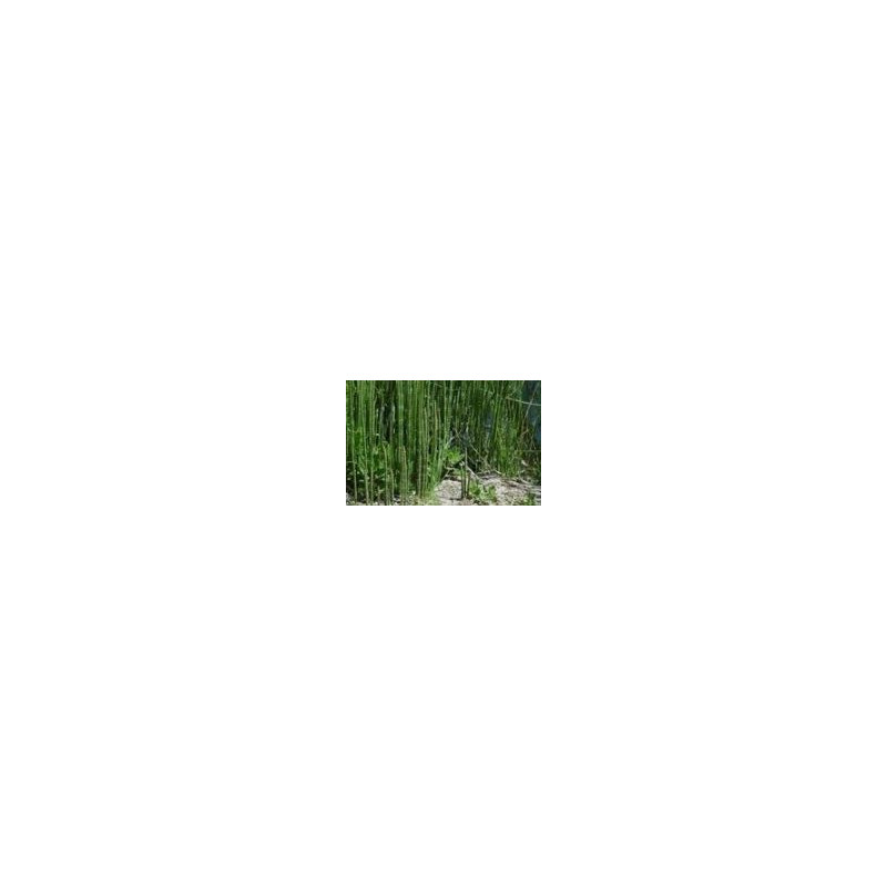 Ackerschachtelhalm - Cavalinha - (Equisetum arvense)  30g