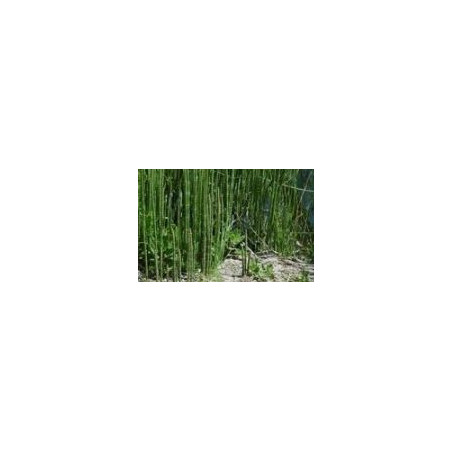 Horsetail - Cavalinha - (Equisetum arvense)  30g