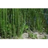 Ackerschachtelhalm - Cavalinha - (Equisetum arvense)  30g