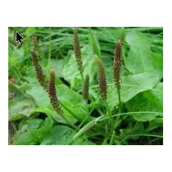 Adelgras - Tansagem - (Plantago alpina)  30g
