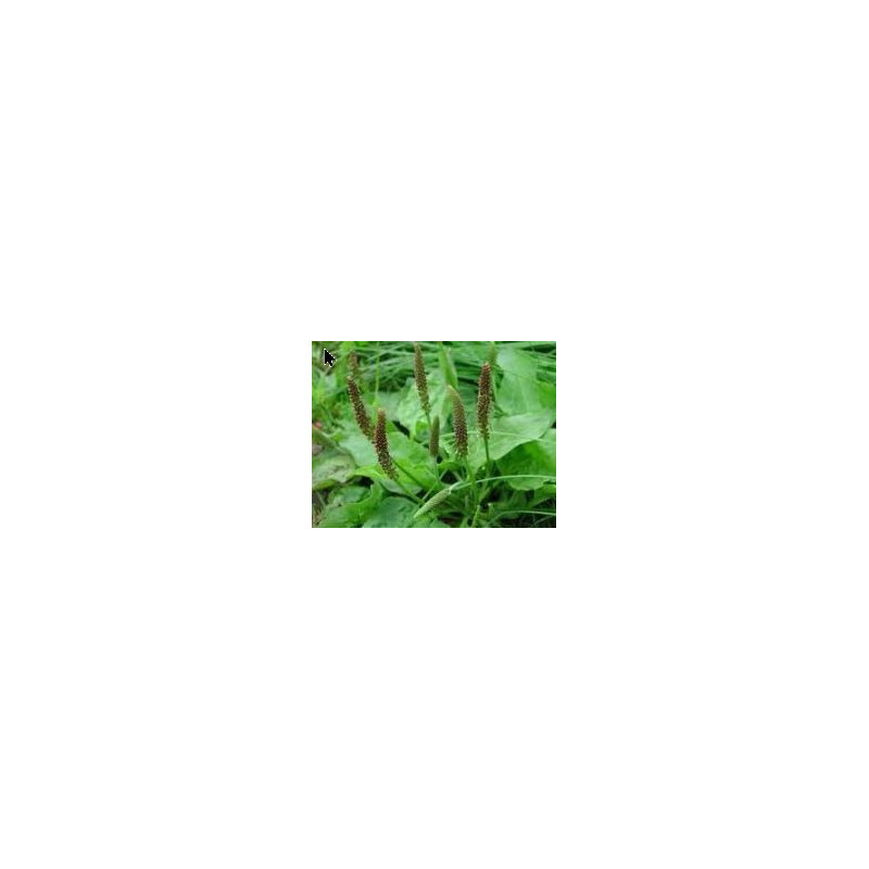 Alpine plantain - Tansagem - (Plantago alpina) 30g