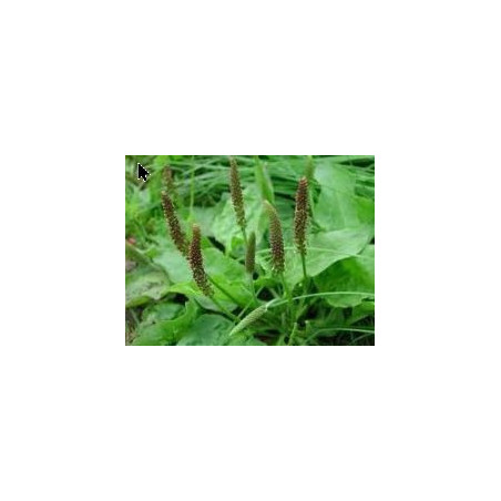 Alpine plantain - Tansagem - (Plantago alpina) 30g