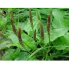 Alpine plantain - Tansagem - (Plantago alpina) 30g