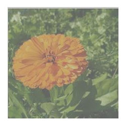 Calendula - (Calendula officinalis) 30g
