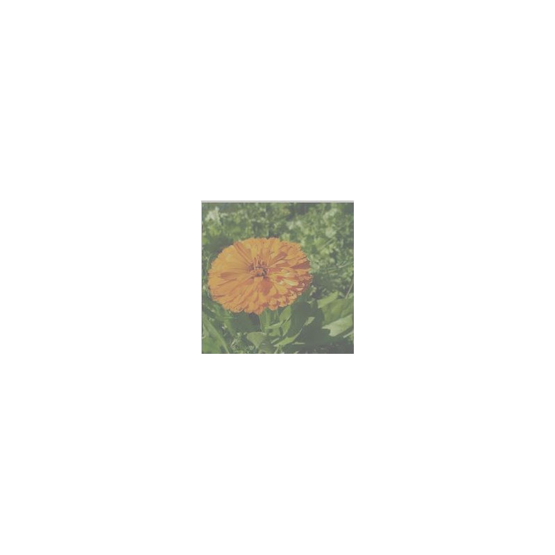 Calendula - (Calendula officinalis) 30g