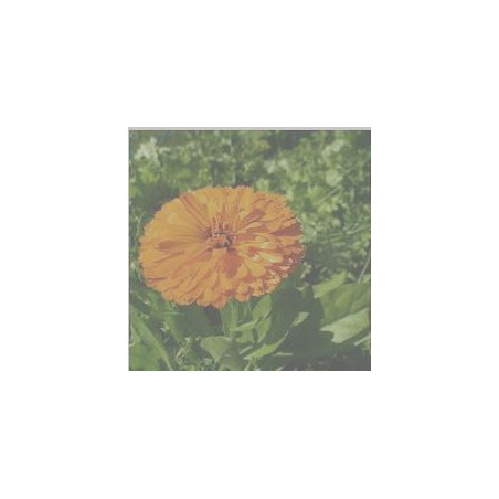 Calendula - (Calendula officinalis) 30g