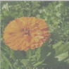 Marigold (Calendula officinalis) 30g