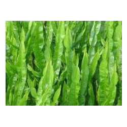 Carqueja (Baccharis trimera)  30g