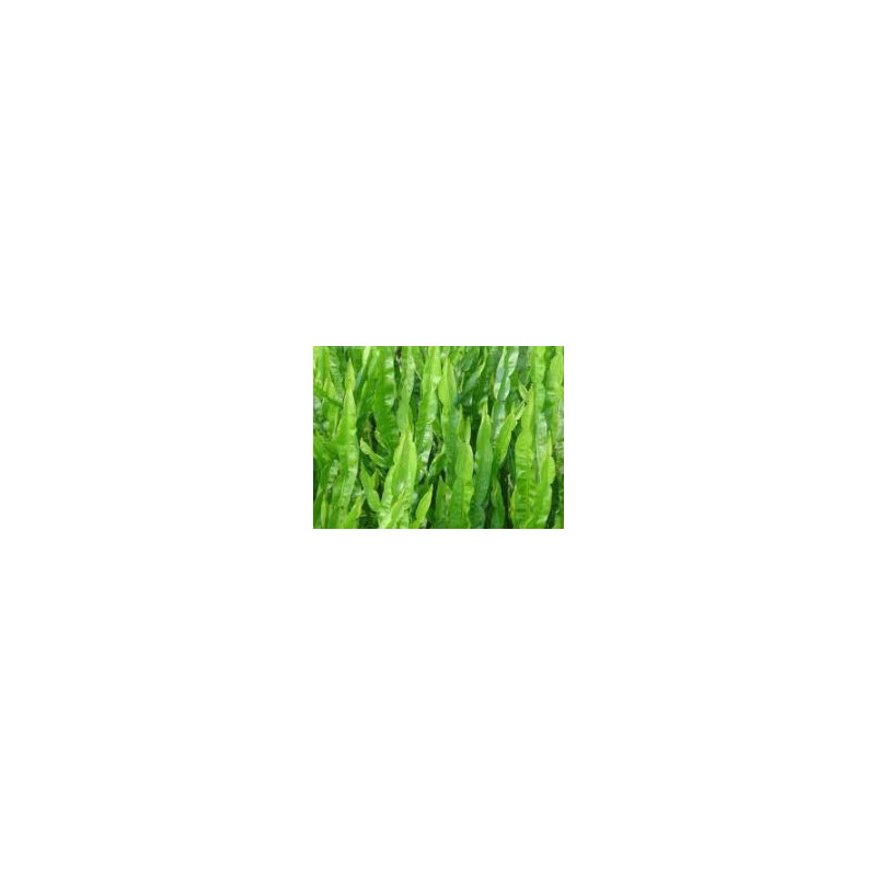 Carqueja - (Baccharis trimera)  30g