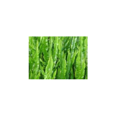 Carqueja - (Baccharis trimera)  30g