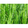 Carqueja - (Baccharis trimera)  30g