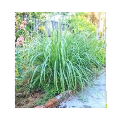 Citronellgras - Citronela - (Cymbopogon nardus)  30g