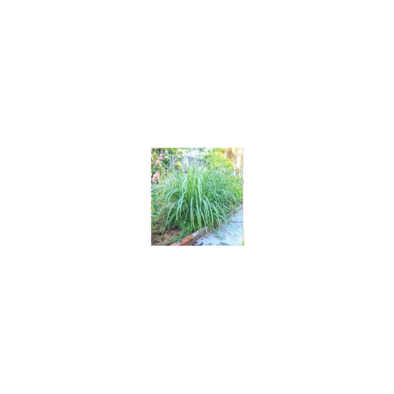 Citronellgras - Citronela - (Cymbopogon nardus)  30g