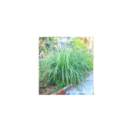 Lemongrass - Capim Limao - (Cymbopogon nardus)  30g