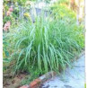 Lemongrass - Capim Limao - (Cymbopogon nardus)  30g