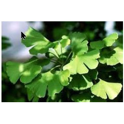 Ginkgo Biloba 30g