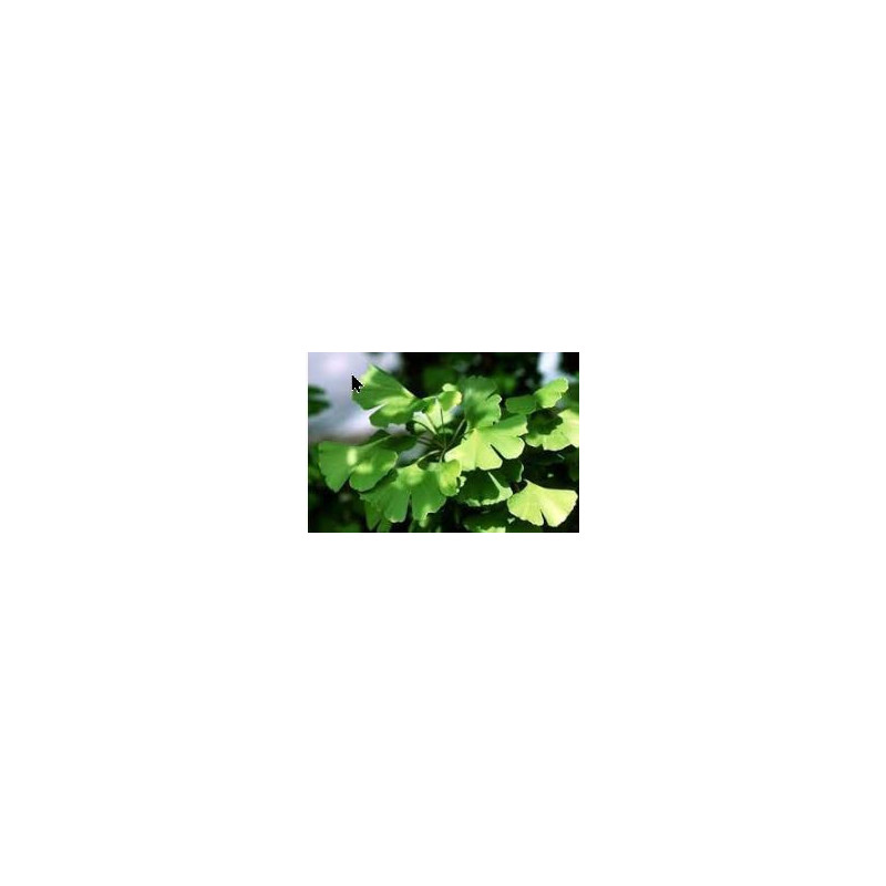 Ginkgo Biloba 30g