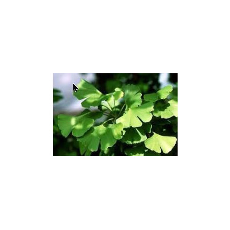 Ginkgo Biloba 30g