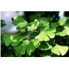 Ginkgo Biloba 30g