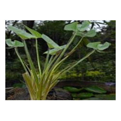 Echinodorus grandiflorus  (Chapeu de couro) 30g