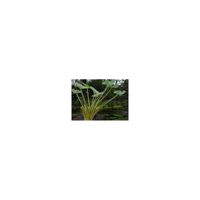 Echinodorus grandiflorus  (Chapeu de couro) 30g
