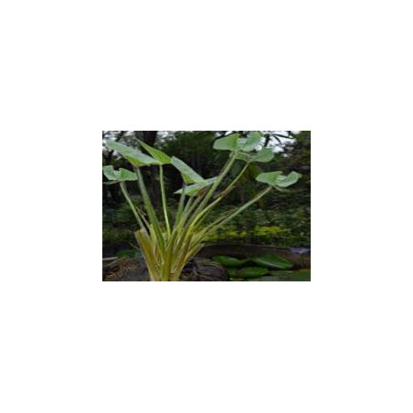 Echinodorus grandiflorus  (Chapeu de couro) 30g