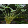 Echinodorus grandiflorus  (Chapeu de couro) 30g