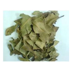Jambulbaum - Jambolao - (Syzygium cumini)  30g