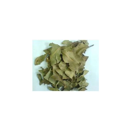 Jambulbaum - Jambolao - (Syzygium cumini)  30g