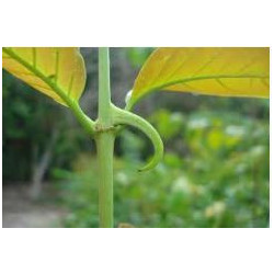 Cat´s claw - Unha de Gato - (Uncaria tormentosa) 500g