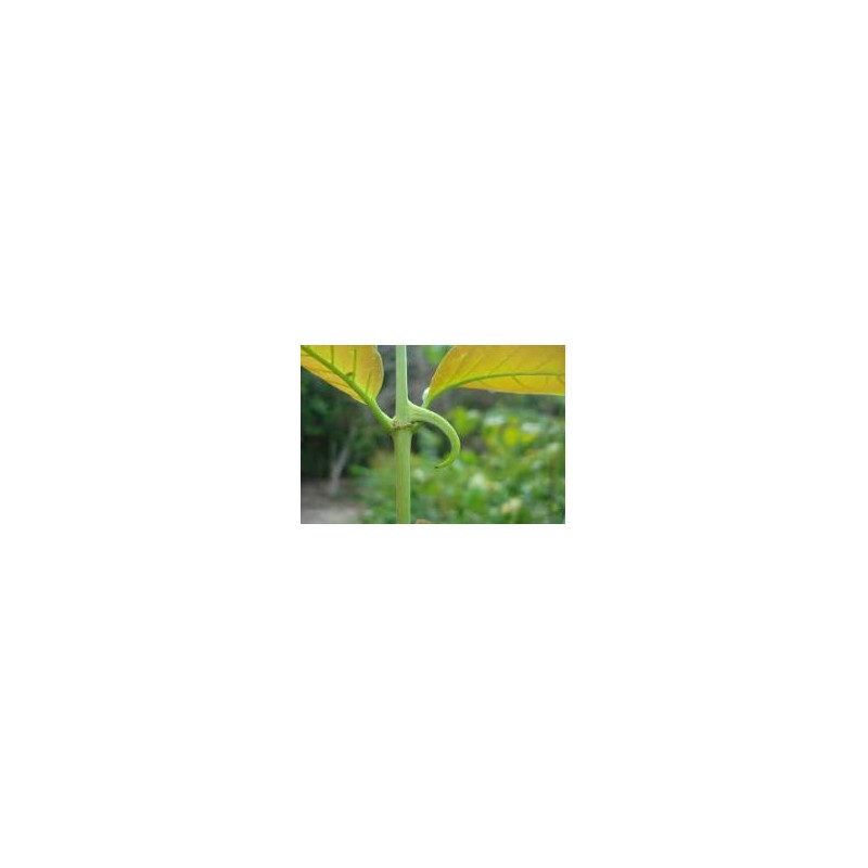 Katzenkralle - Unha de Gato - (uncaria tormentosa) 500g