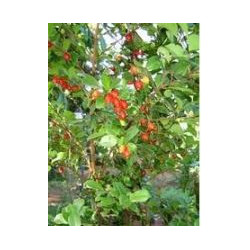 Pedra ume kaa (Myrcia sphaerocarpa DC) 30g