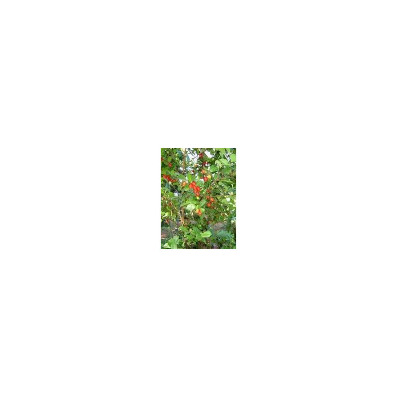 PEDRA-UME-CAÁ - Myrcia sphaerocarpa DC - (pflanzliches Insulin) 30g