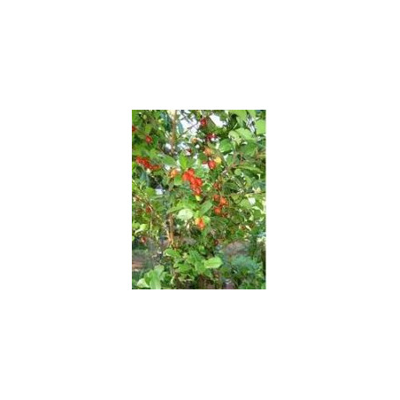 PEDRA-UME-CAÁ - Myrcia sphaerocarpa DC - (pflanzliches Insulin) 30g