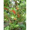 Pedra ume kaa (Myrcia sphaerocarpa DC) 30g