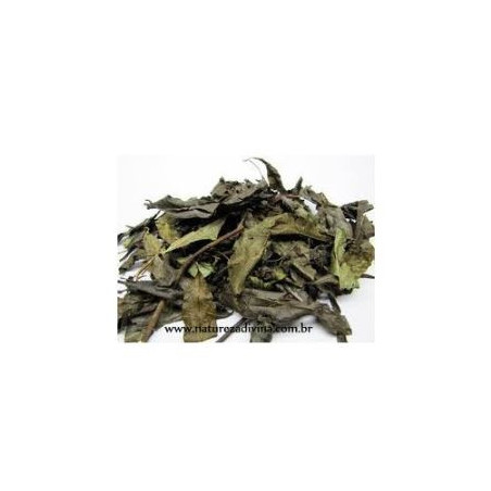 Porangaba (Cordia Salicifolia) 30g