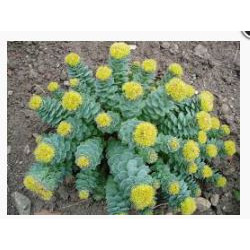 Rosenwurz (Rhodiola rosea) Antiaging  120 Kapseln 300mg