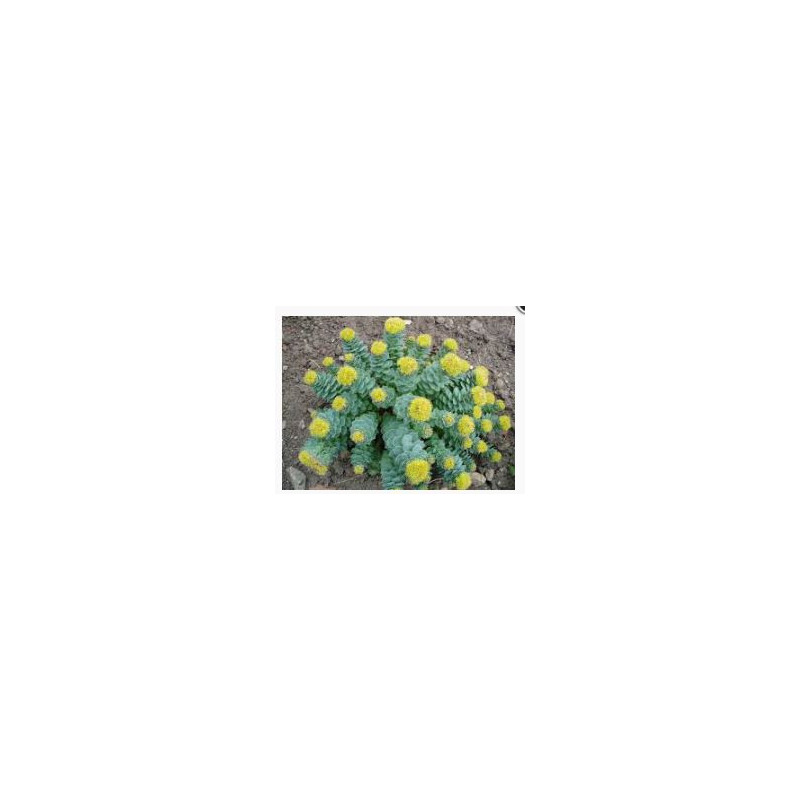 Roseroot (Rhodiola rosea) Antiaging  120 Capsules 300mg