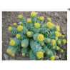 Rosenwurz (Rhodiola rosea) Antiaging  120 Kapseln 300mg